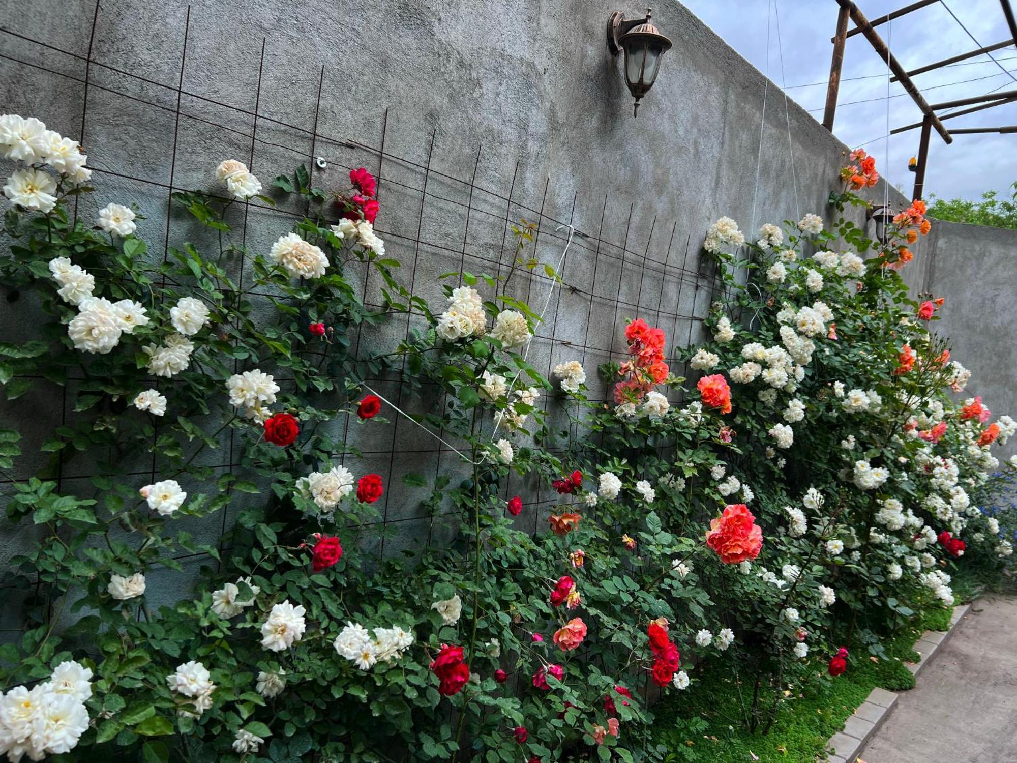 Hillside Guest House エレバン エクステリア 写真