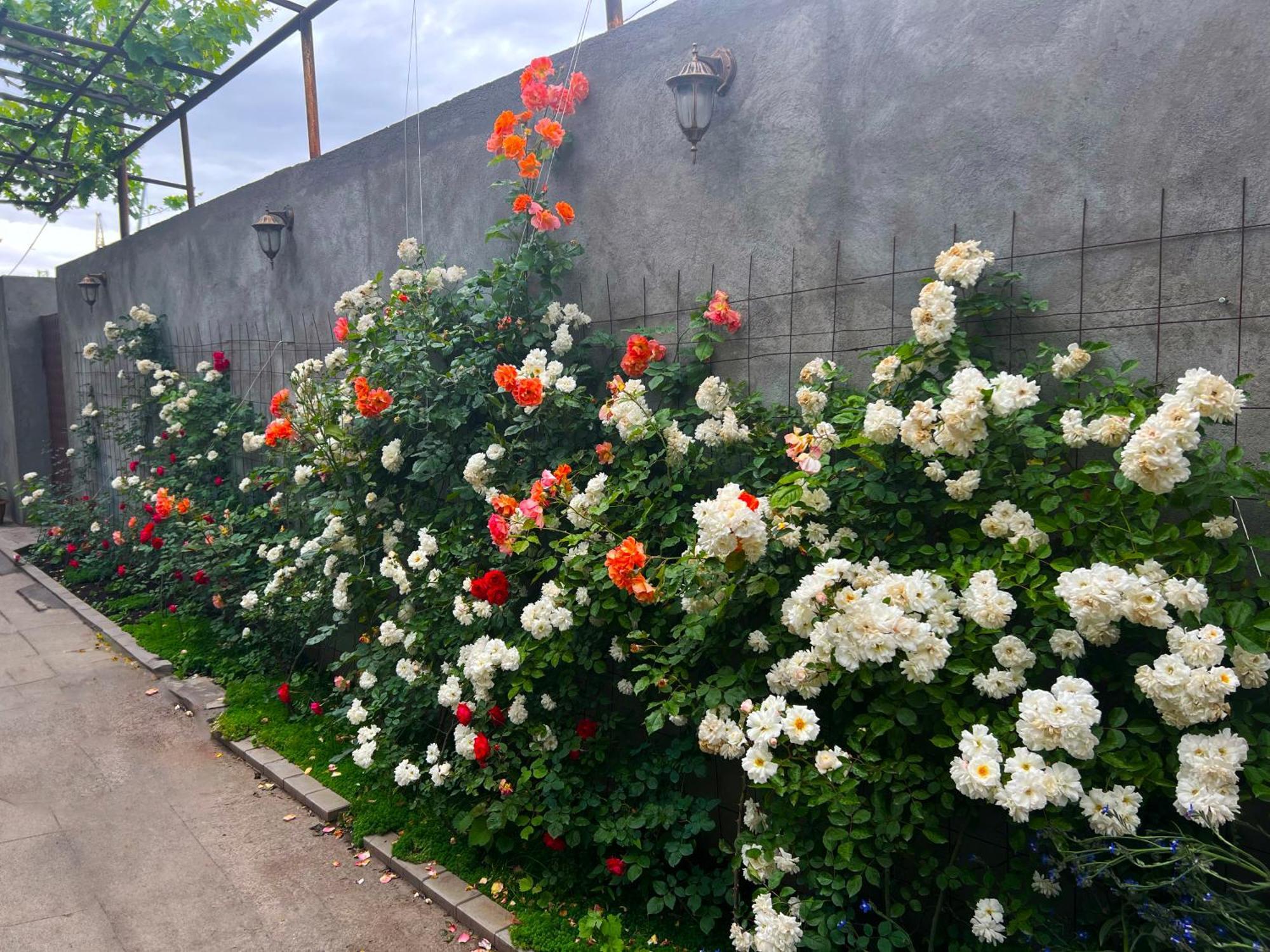 Hillside Guest House エレバン エクステリア 写真